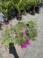 Delosperma cooperi ijsbloem wintergroen bloeirijk, Bodembedekkers, Volle zon, Vaste plant, Ophalen of Verzenden