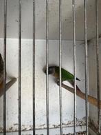 Diverse vogels tekoop.  en  kooien  tekoop, Meerdere dieren, Parkiet