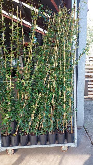 Toscaanse jasmijn nieuwe voorraad hoog 1.95 cm kleur wit beschikbaar voor biedingen