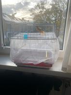 Kanarie van 2024, Dieren en Toebehoren, Mannelijk