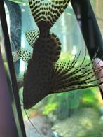 synodontis eupterus, Vis