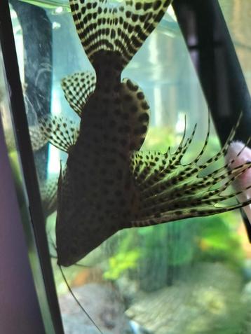 synodontis eupterus  beschikbaar voor biedingen