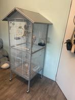 Parkieten, Meerdere dieren, Parkiet