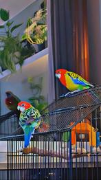 Koppel Rosella’s + grote kooi, gekocht bij Dennis Papegaaien, Dieren en Toebehoren, Vogels | Parkieten en Papegaaien, Meerdere dieren