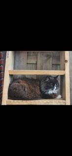 Poes, Dieren en Toebehoren, Katten en Kittens | Overige Katten, Poes