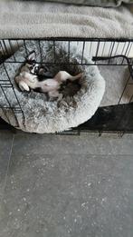 chihuahua pup, Dieren en Toebehoren, Honden | Chihuahua's en Gezelschapshonden, België, Fokker | Hobbymatig, Rabiës (hondsdolheid)