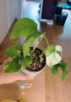 Rhaphidophora Tetrasperma Variegata, Ophalen, Halfschaduw, Minder dan 100 cm