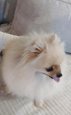 Goed thuis gezocht voor mooi dwergkeesje, Dieren en Toebehoren, Honden | Chihuahua's en Gezelschapshonden, Rabiës (hondsdolheid)