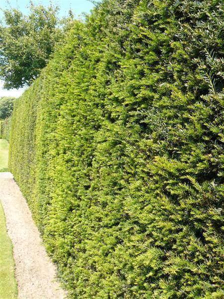 Goedkope taxushaag, alle maten taxushagen taxus, Tuin en Terras, Planten | Struiken en Hagen, Taxus, Ophalen of Verzenden