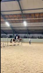 Verzorg pony gezocht, Ophalen of Verzenden, Zo goed als nieuw