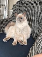Ragdoll Blue Point, Dieren en Toebehoren, Katten en Kittens | Raskatten | Langhaar, Kater, Gechipt, 3 tot 5 jaar