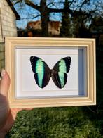 Morpho achilles vlinder in houten kader, Verzamelen, Dierenverzamelingen, Ophalen of Verzenden, Zo goed als nieuw