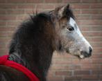 Super leuke Welsh merrie, Dieren en Toebehoren, Pony's, Merrie, 0 tot 2 jaar