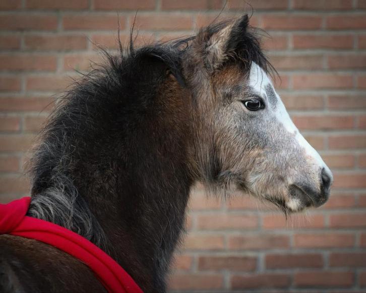 Super leuke Welsh merrie, Dieren en Toebehoren, Pony's, Merrie, 0 tot 2 jaar