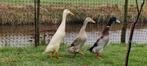 Paar ganzen gevraagd, Meerdere dieren, Gans of Zwaan