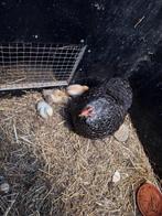 Cochin kriel hen met 3 kuikens, Vrouwelijk, Kip