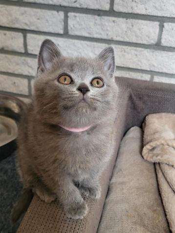 Prachtig mooie Britse korthaar kittens mogen verhuizen ️ beschikbaar voor biedingen