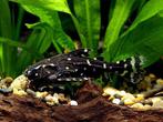 Platydoras costatus / agamyxis albomaculatus meerval