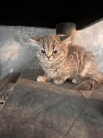 Brits korthaar 2 laatste poesjes, Dieren en Toebehoren, Meerdere dieren