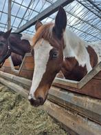 Prachtige merrie, Dieren en Toebehoren, Merrie