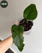 Syngonium Chiapense Albo 1, Ophalen of Verzenden, Halfschaduw, Minder dan 100 cm