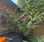 Vlinderstruik, Tuin en Terras, Planten | Tuinplanten, Ophalen