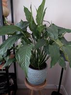 Lepelplant 70cm met pot (D35 H30), Huis en Inrichting, Kamerplanten, Ophalen, Halfschaduw, Minder dan 100 cm