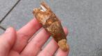 Spinosaurus tand uit Marokko dinosaurus fossiel, Verzamelen, Mineralen en Fossielen, Ophalen of Verzenden, Fossiel