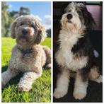 Bernedoodle puppys wachtlijst geopend, Overige rassen, 8 tot 15 weken, Geslacht onbekend, Meerdere