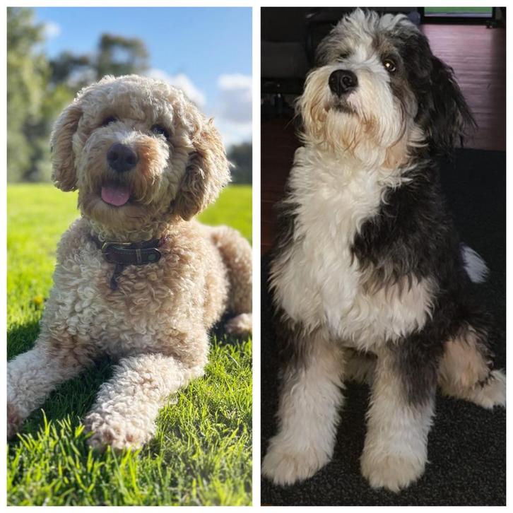 Bernedoodle puppies medium, rond 10-12 worden ze geboren!, Dieren en Toebehoren, Honden | Chihuahua's en Gezelschapshonden, Geslacht onbekend