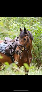 D-pony, B, 11 jaar of ouder, Recreatiepony, D pony (1.37m tot 1.48m)