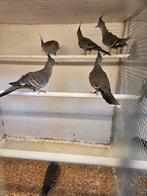 Australische kuif duiven, Dieren en Toebehoren, Meerdere dieren, Overige soorten