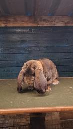 Franse hangoren, Dieren en Toebehoren, Konijnen, Meerdere dieren, Groot