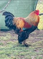 Brahma kuikens haantjes goud patrijs, Dieren en Toebehoren, Pluimvee, Mannelijk, Kip