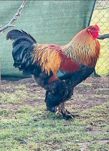 Brahma kuikens haantjes goud patrijs beschikbaar voor biedingen