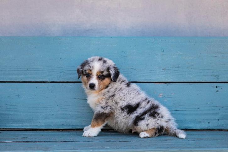 Australian Shepherd pups met stamboom, Dieren en Toebehoren, Honden | Herdershonden en Veedrijvers, Meerdere dieren, Herder, Fokker | Professioneel