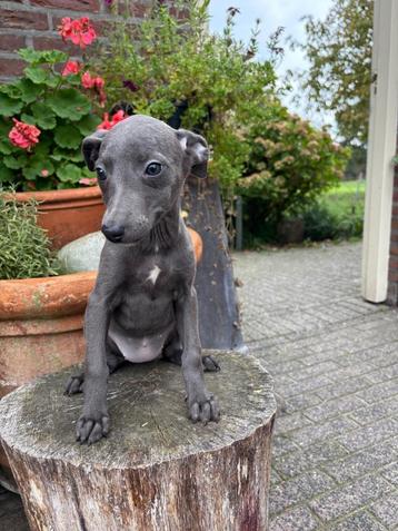 Prachtige blauwe en gele whippet pups te koop. beschikbaar voor biedingen