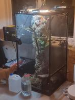 Yemen Kameleon met terrarium, Dieren en Toebehoren, Ophalen, Zo goed als nieuw