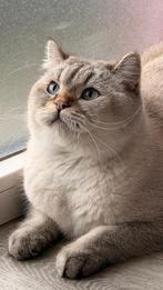 Brits Korthaar, Dieren en Toebehoren, Poes, Ontwormd, 0 tot 2 jaar