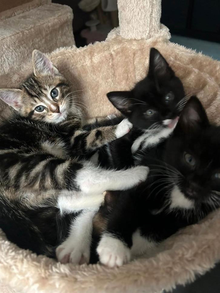 Superlieve kittens te koop, Dieren en Toebehoren, Katten en Kittens | Overige Katten, Meerdere dieren