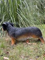 (Tuin)Beeld teckel, tekkel, hond, tuin, gazon 50cm, Tuin en Terras, Tuinbeelden, Ophalen, Nieuw, Kunststof, Dierenbeeld