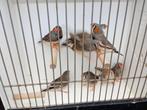 Te koop 2 poppen, Dieren en Toebehoren, Vogels | Overige Vogels, Vrouwelijk, Tropenvogel