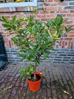 Citrus Plant, Tuin en Terras, Volle zon, Vaste plant, Ophalen of Verzenden, Fruitplanten