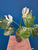Monstera Deliciosa Variegata p12 (9), Huis en Inrichting, Kamerplanten, Ophalen of Verzenden, Halfschaduw, Minder dan 100 cm