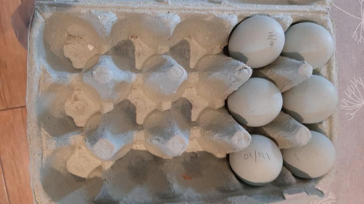 Broedeieren Aracauna groenlegger, Dieren en Toebehoren, Pluimvee, Kip, Geslacht onbekend