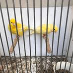 Koppel kanaries, Meerdere dieren, Kleurkanarie
