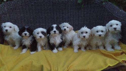 Knappe Maltipoo pups, Dieren en Toebehoren, Honden | Chihuahua's en Gezelschapshonden, Meerdere dieren, Maltezer, Fokker | Professioneel