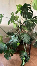 Vingerplant, Huis en Inrichting, Ophalen of Verzenden, Overige soorten