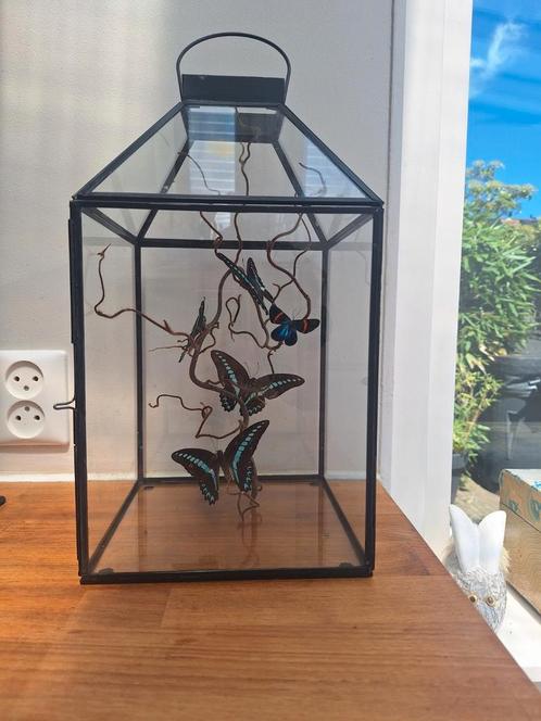 Vlinders in stolp, Huis en Inrichting, Woonaccessoires | Stolpen, Zo goed als nieuw, Ophalen of Verzenden