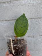 Hoya CV Nui, Huis en Inrichting, Ophalen of Verzenden, Overige soorten, Minder dan 100 cm